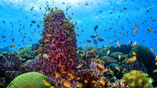 UNDERWATER - Underwater Dreams with Music