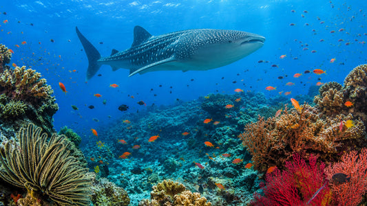UNDERWATER - Underwater World Philippines