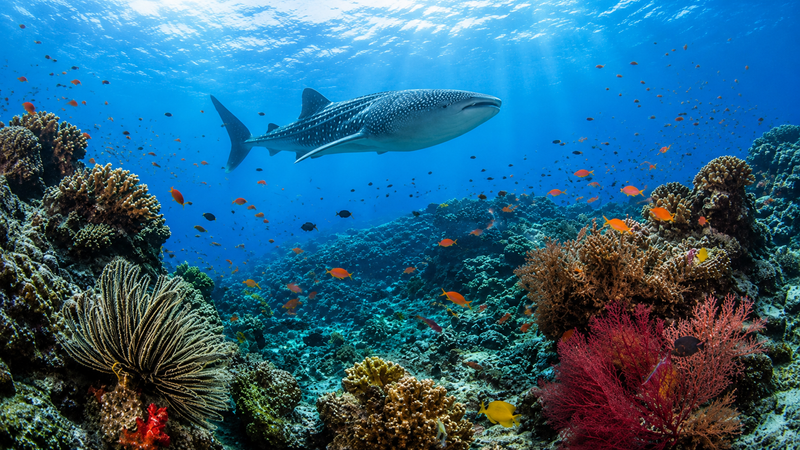 UNDERWATER