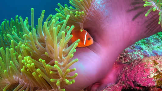 UNDERWATER TV - Anemonefish - Life In Living Shelter