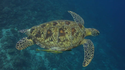 UNDERWATER TV - Blue Ocean Movie with Soothing Music
