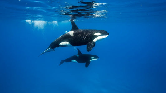 UNDERWATER TV - Blue Silence - Life in the Vast Blue Ocean