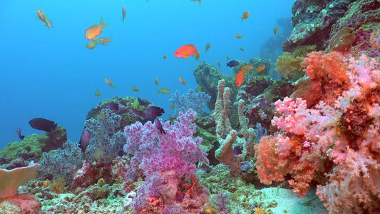 UNDERWATER TV - Coral Reef Backdrops - Static Ocean Views