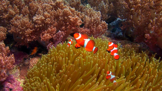 UNDERWATER TV - Living Ocean Movie