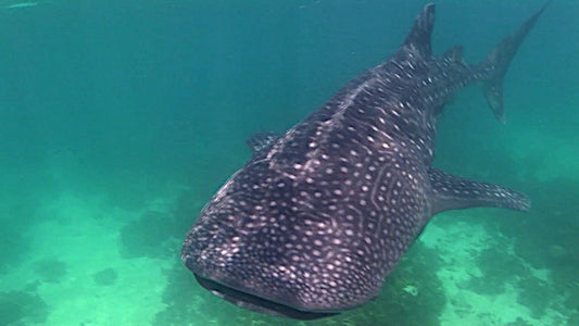 UNDERWATER - Living Ocean Movie