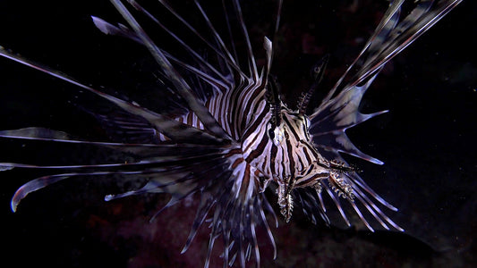UNDERWATER TV - Nocturnal Ocean - Life After Dark