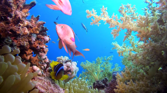 UNDERWATER TV - The Red Sea - Wonders of the Underwater World