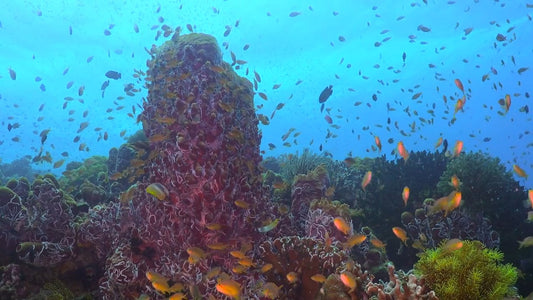 UNDERWATER TV - Underwater Dreams with Music