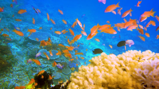 UNDERWATER TV - Underwater Fantasy