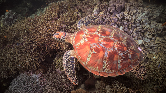 UNDERWATER TV - Wonderful Turtles - Discover the Beauty and Grace of Sea Turtles