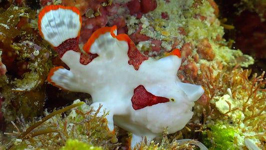 UNDERWATER TV - Frogfish Secrets - The Art Of The Lure