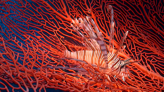 UNDERWATER TV - Lion's Mane - Venomous Beauty