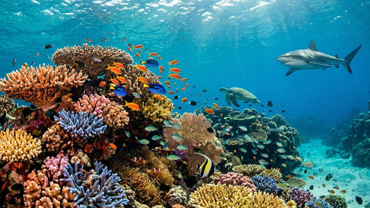 UNDERWATER  - Underwater Wonders - Discover The World Below