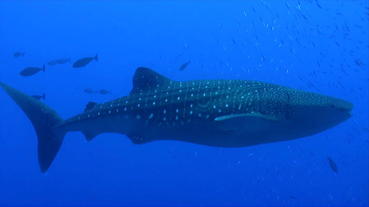 UNDERWATER TV - Underwater Wonders - Discover The World Below