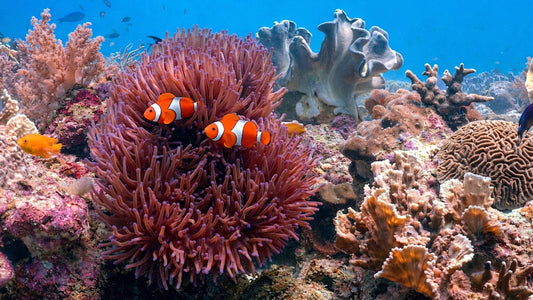 UNDERWATER - Clownfish Reef Scene