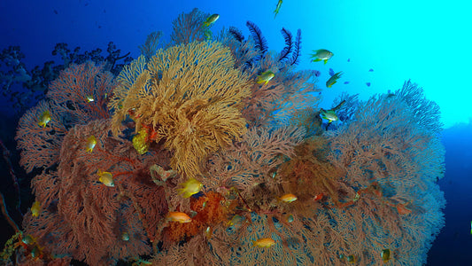 UNDERWATER - Underwater World Philippines
