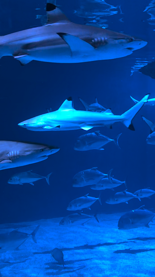 AQUARIUM - Vertical Video - Shark Tank