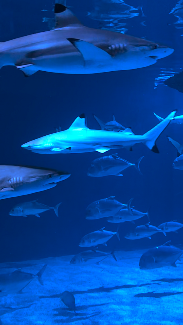 AQUARIUM - Vertical Video - Shark Tank