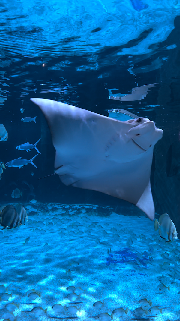 AQUARIUM - Vertical Video - Stingray Tank