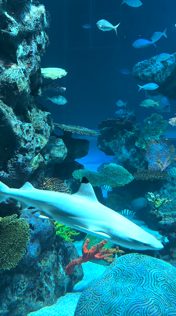 AQUARIUM - Vertical Video - Tropical Andaman Sea Tank