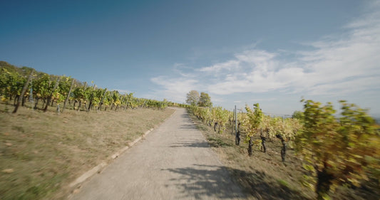 Virtual Cycle Rides - Wine Route Alsace - France