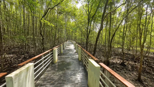 Virtual Cycle Rides - Mangrove Boardwalk - Langkawi - Malaysia