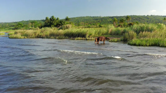 Virtual Rowing - Tropical Lake with Birds and Buffalos - with Binaural and Natural Sounds