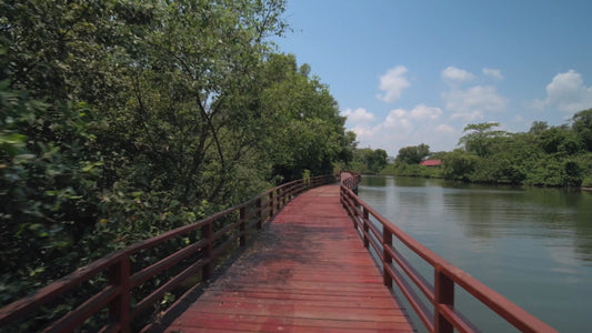 Virtual Run – Mangrove Boardwalks