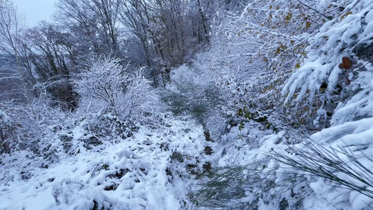 Virtual Walk - Snow Walk - Ardennes Belgium