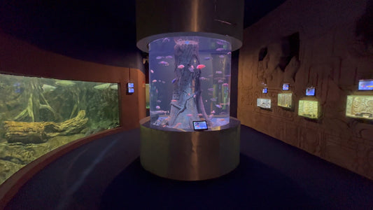 Virtual Walk - Chiang Mai Sea Tunnel and Aquarium - Thailand