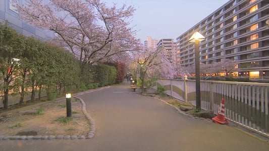 Virtual Walk - Illuminated Cherry Blossom Trees Tokyo, Japan