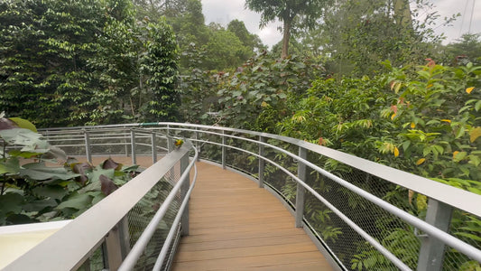 Virtual Walk - Lorry Keet Explorer Walk - Bird Paradise - Singapore