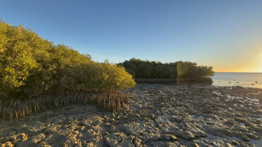 Virtual Walk - Mangrove Bay - Exmouth Australia