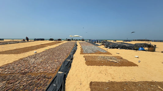 Virtual Walk - Negombo - Sri Lanka