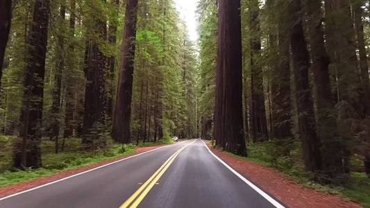 Virtual Walk -  Redwoods and Avenue of GIants, California, United States