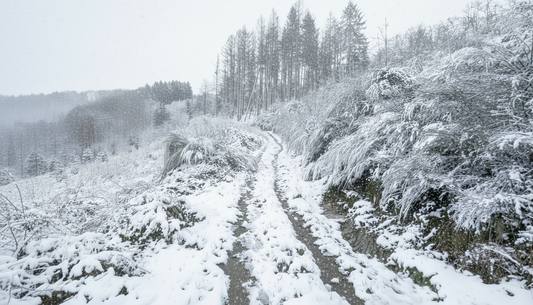 Virtual Walk - Snow Walk in Ardennes -  Belgium 2