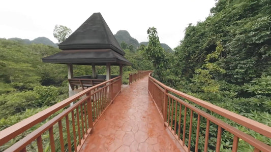 Virtual Walk - Tropical Mangrove Swamp Walk - Krabi - Thailand