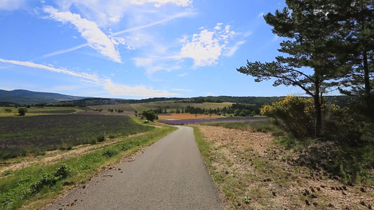 Virtual Walks – Lavender Fields – Provence, France