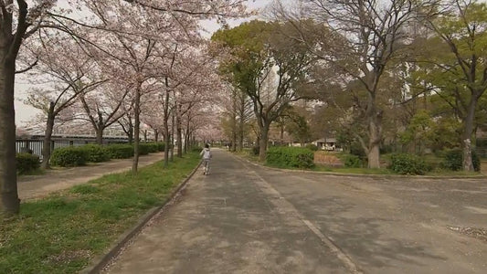Virtual Walks – Osaka, Japan – Treadmill Video of Cherry Blossom, Japanese, and Palace Gardens