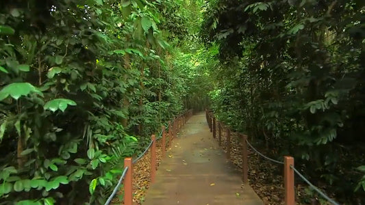Virtual Walks – Singapore Boardwalks and Rainforest