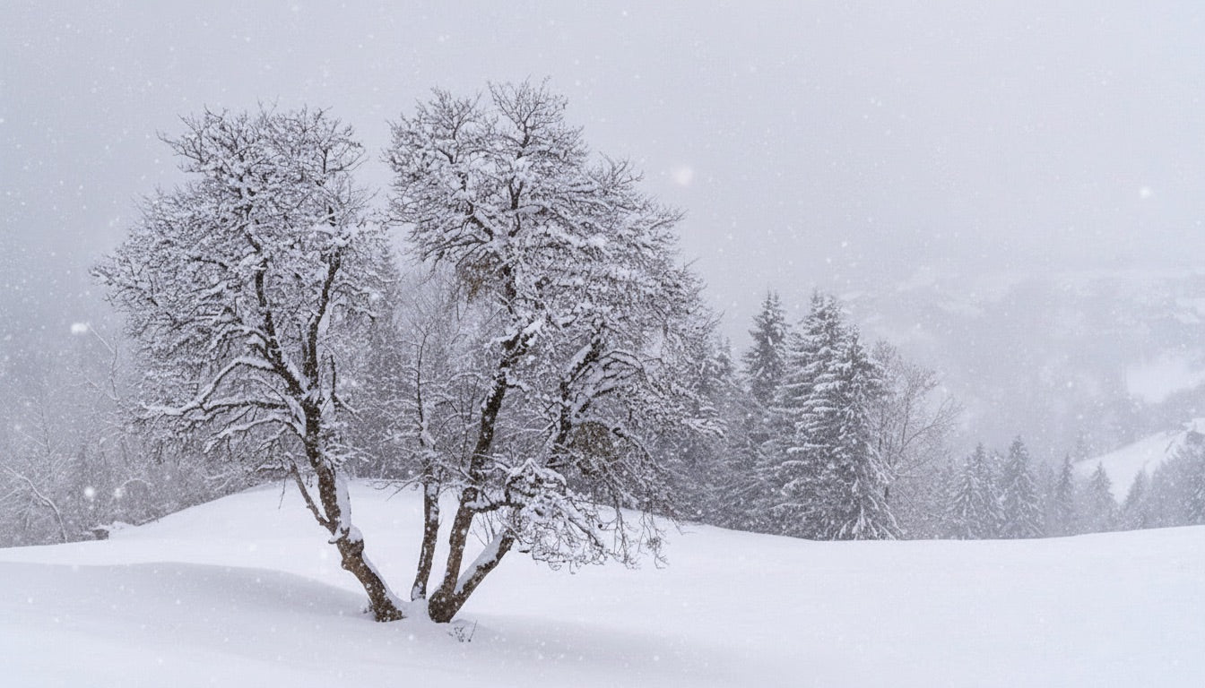 Four Seasons Collection