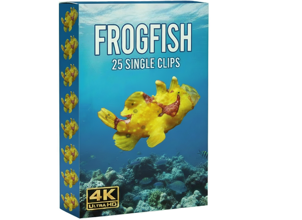 Warty frogfish underwater commercial clips