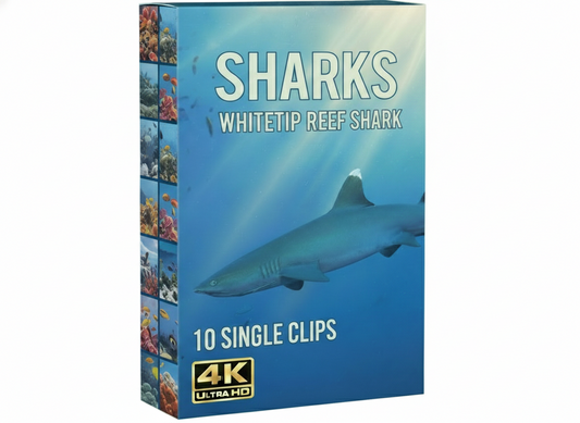 Creator Pack - 10single clips of Whitetip Reef Shark (4K UHD)