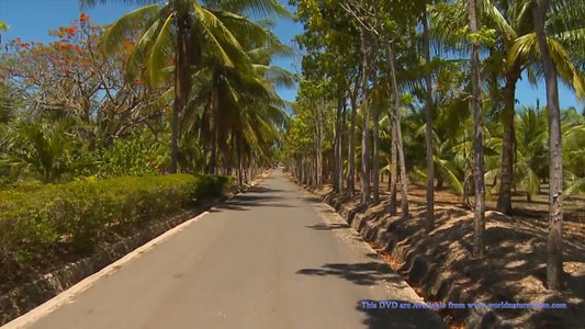 Fitness Journeys - Tropical Palm Trees, for Indoor Walking, Treadmill, and Cycling Workouts