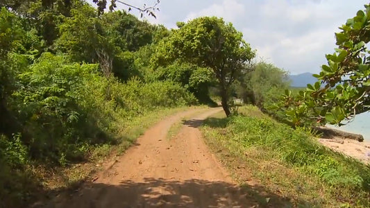 Fitness Journeys - Tropical Scenery for Indoor Walking, Treadmill, and Cycling Workouts