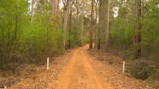 Fitness Journeys Through the Forest 2 for Indoor Walking, Treadmill, and Cycling Workouts