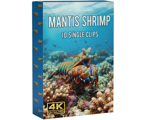 Mantis shrimp underwater commercial clips