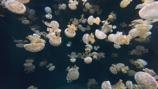 30 Minutes of Spotted Jellyfish in 4K | Ocean Meditation Stock Footage 4K