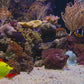 Fireplace & Tropical Aquarium