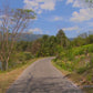 Fitness Journeys - Tropical Palm Trees